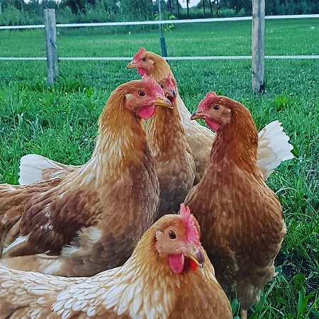 Alloggio per agriturismo Corte Malpensata