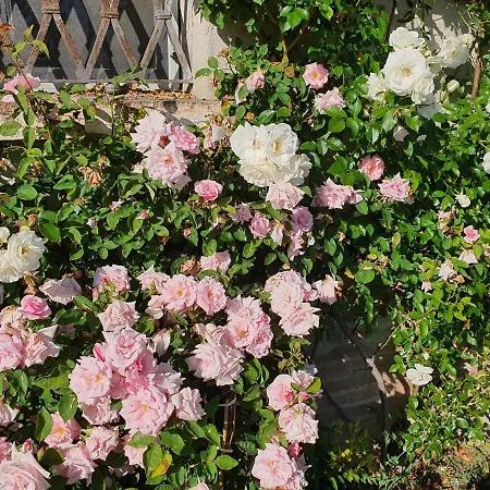 Alloggio per agriturismo Corte Malpensata Bigarello