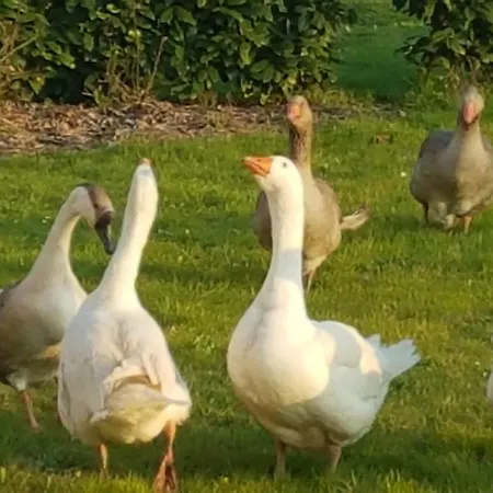 Farmház Corte Malpensata *